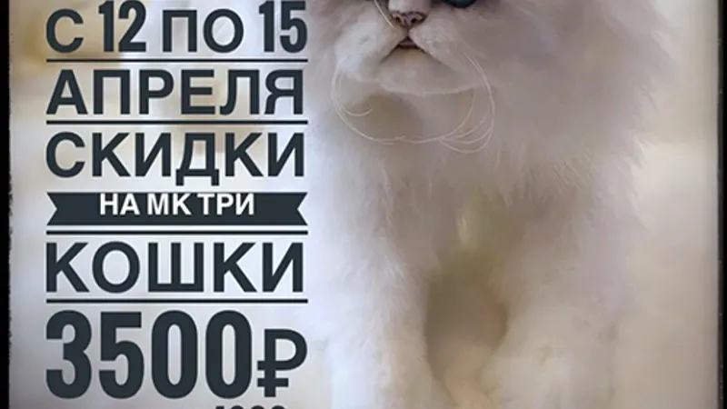 Три кошки