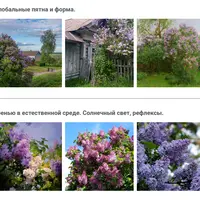 Анатомия цветов. Сирень