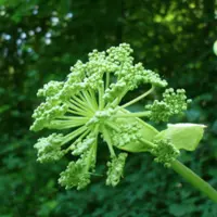 Описание и применение съедобных дикорастущих растений июня