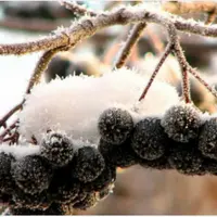 Чаи из дикоросов в зимний период