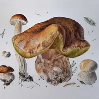 Ботаническая живопись. Белый гриб