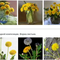 Полевые цветы. Одуванчики