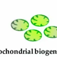 Усиленный митохондриальный биогенез