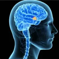 Мощное исцеление и регенерация гипоталамуса