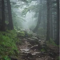 Лес. Основы лессировки