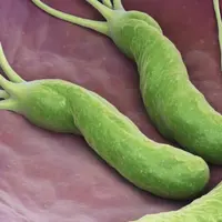 Helicobacter pylori