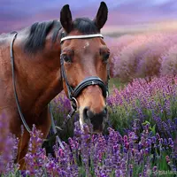 Детский фотошаблон "Портрет в лавандовом поле"