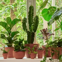 Как озеленить дом