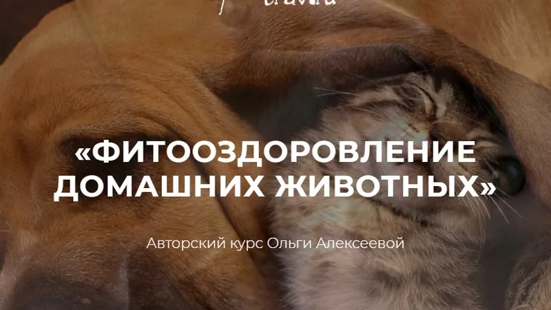 Фитооздоровление домашних животных