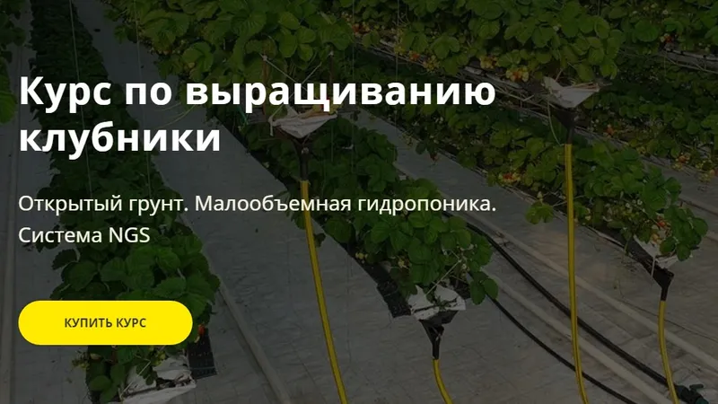 Выращивание клубники