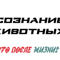 Сознание животных. Что после жизни?