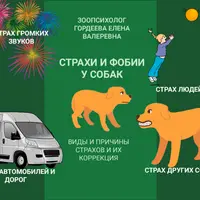 Страхи и фобии у собак [Гордеева Елена]