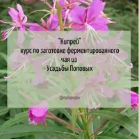 Кипрей: заготовка чая