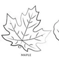 Одеяло Листик. Северо-американская коллекция