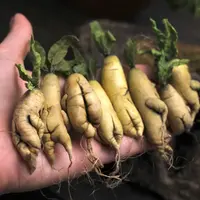 Мастер-класс "Живой корешок"