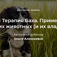 Цветочная терапия Баха. Применение для домашних животных и их владельцев