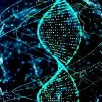 Разблокировка ДНК