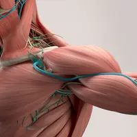 Миология: мышцы