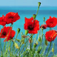 RAW: продвинутый курс