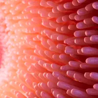 Магия пищеварения