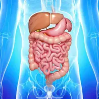 Пищеварительная система