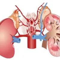 Дисфункция надпочечников. Методические рекомендации