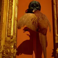 Ян Фабр. Рыцарь отчаяния - воин красоты