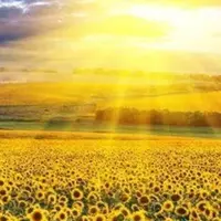 Подсолнечник