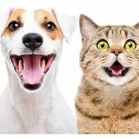 Лекарственные травы при проблемах с нервной системой у кошек и собак