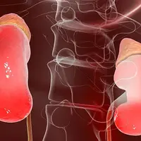 Восстановление почек и надпочечников