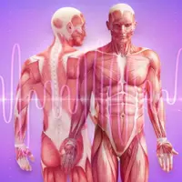 Мышцы и ткани