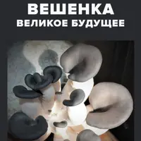 Курс на урожай. Выращивание клубники на Урале и в Сибири. Вешенка: великое будущее