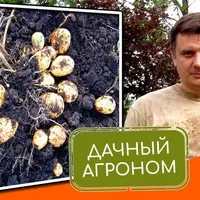 Большой картофельный курс