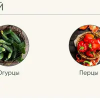 Рассада без досады. Овощная рассада