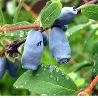 Чек-лист Жимолость