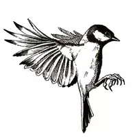 Черно-белая магия ручкой