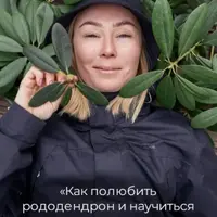 Как полюбить рододендрон и научиться за ним ухаживать. Заметки практикующего садовника