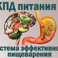 КПД питания. Система эффективного пищеварения