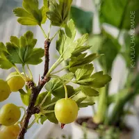 Крыжовник из запекаемой глины