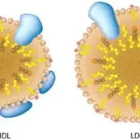 Холестерин