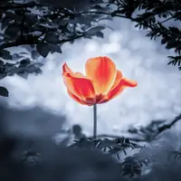 Средство для заживления ран