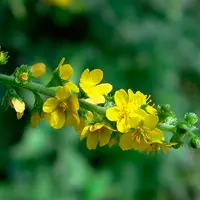 Фитооздоровление кожных заболеваний