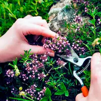 30 трав, которые необходимо собрать за лето