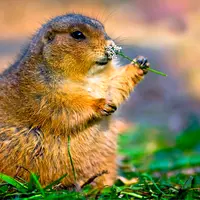 Фитооздоровление при ожирении и сахарном диабете