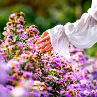 Фитооздоровление при заболевании нервной системы