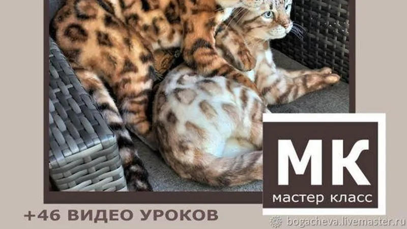 Бенгальская кошка