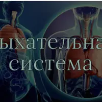 Дыхательная система