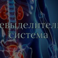 Мочевыделительная система