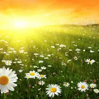 Летнее солнцестояние