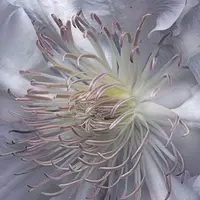 Космический пион. Мастер-класс по интерьерной живописи